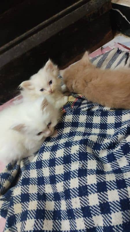 Persian kittens 5