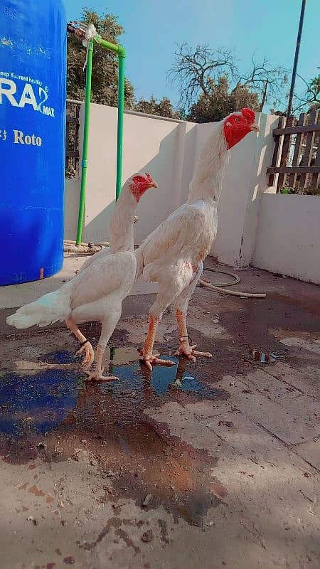 Supreme Quality White Shamo breeder pair jora egg laying 0