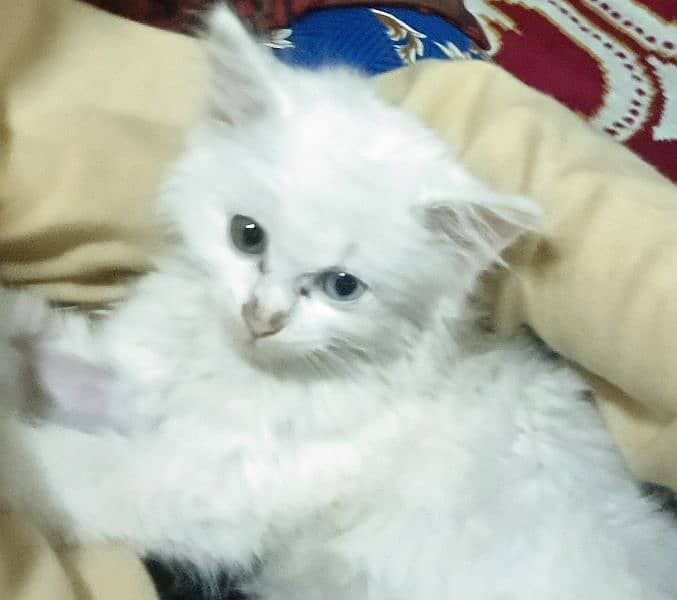 double colour eyes male kitten odd eyes 1