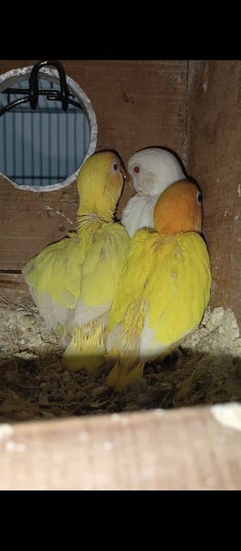 love birds chicks available for hand tame purpose 2