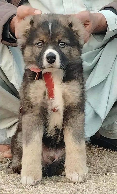 Afghan Kuchi Pair | Afghan Kuchi Puppies | security Dog For Sale 1