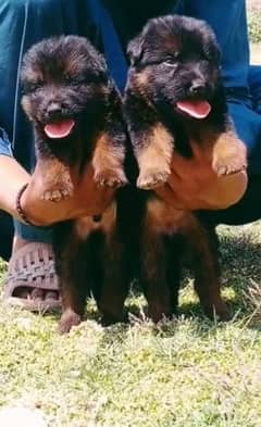 German Shepherd puppy | puppies | GSD | gsd Dog Puppies