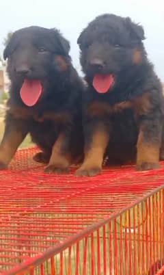 German Shepherd puppy | puppies | GSD | gsd Dog Puppies