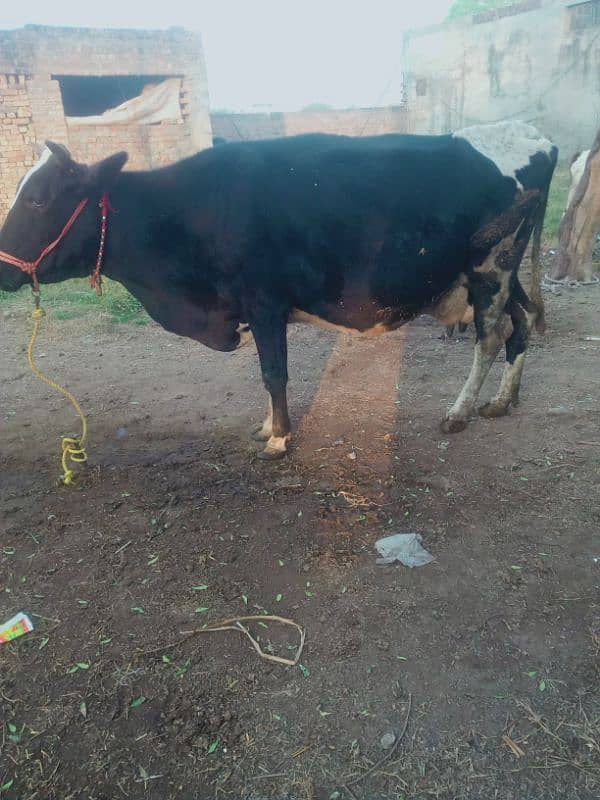 cholistani or frizan mix cow 6