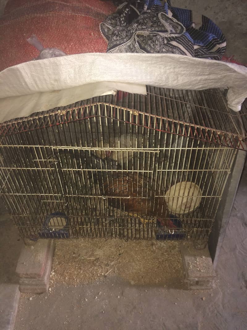 hen cage 0