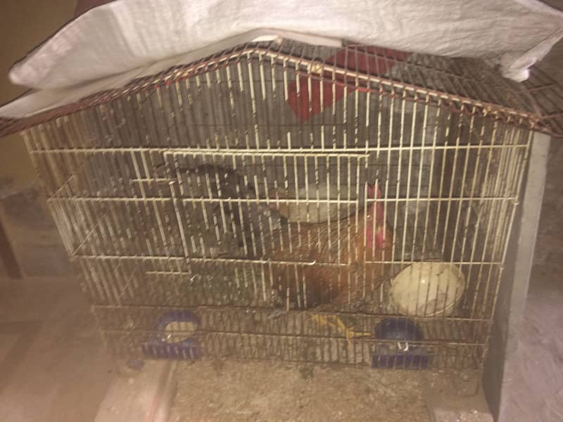 hen cage 1