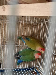 lotino lovebirds