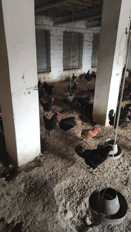 golden misery and Australorp chicken for sale 4