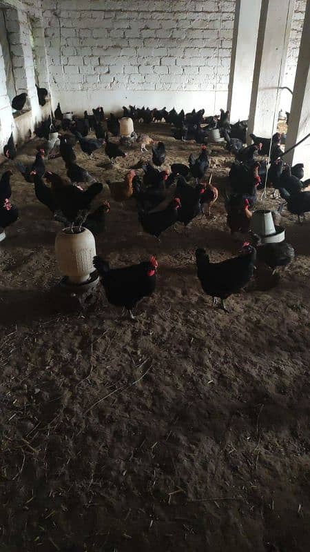 golden misery and Australorp chicken for sale 7