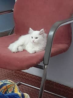 male Persian cat for sale with free stuff