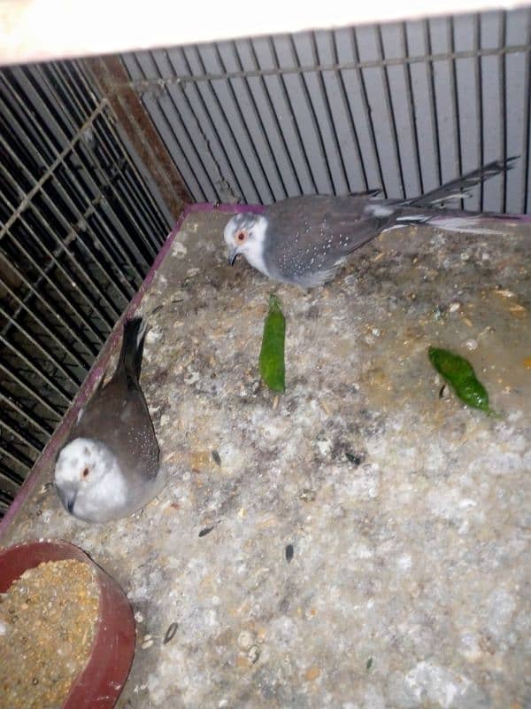 Diamond pied Dove 0