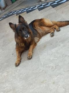 German shepherd confirm breeder pedigree female