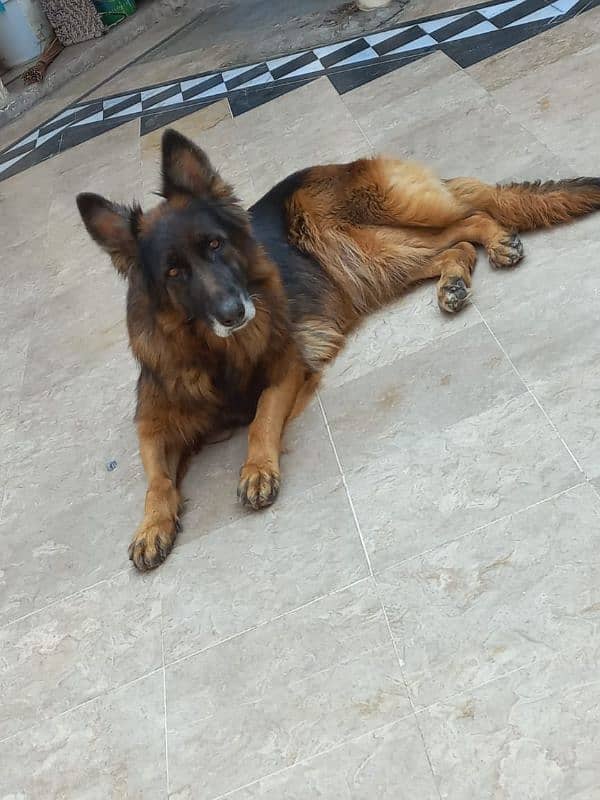 German shepherd long coat female 0