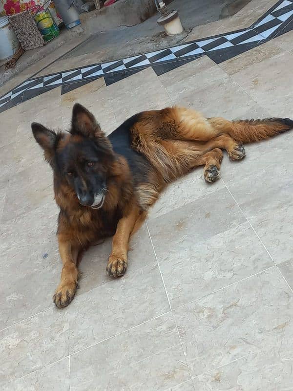 German shepherd long coat female 1