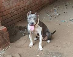 Pitbull