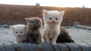 Persian kittens are available