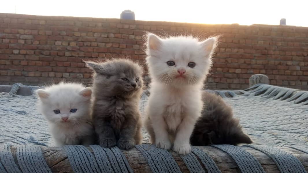 Persian kittens are available 0