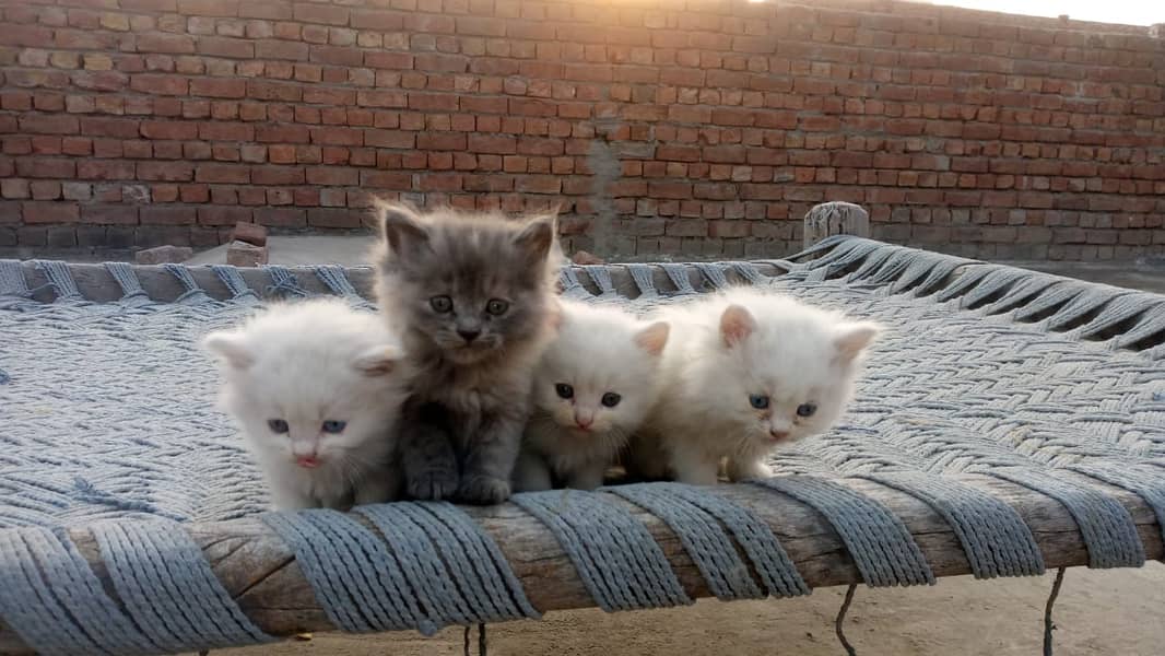 Persian kittens are available 1