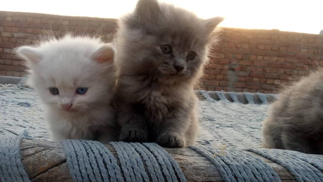 Persian kittens are available 2