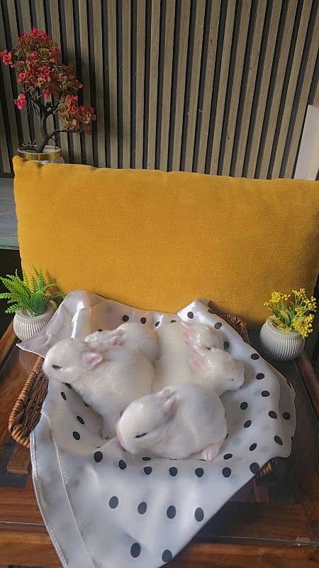 Hotot Dwarf Bunnies 0