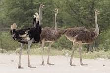 Ostrich