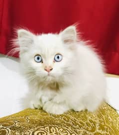 Persian kitten with blue eyes