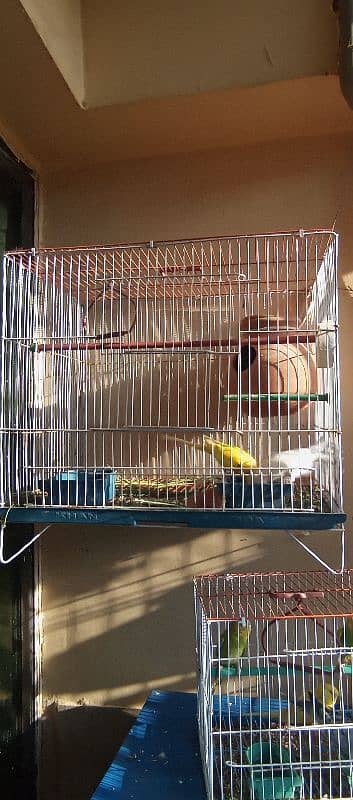 Australian parrots budgies 1