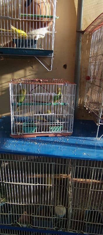 Australian parrots budgies 2