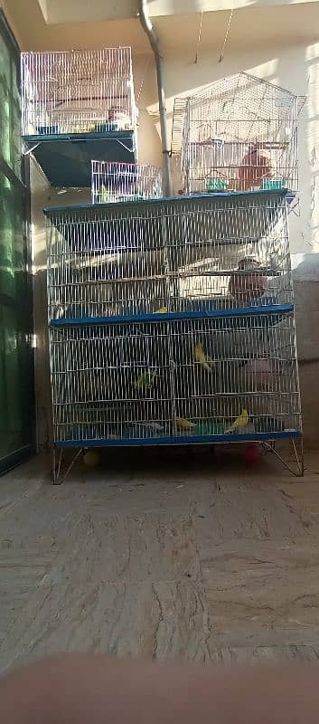 Australian parrots budgies 3