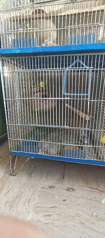 Australian parrots budgies 6