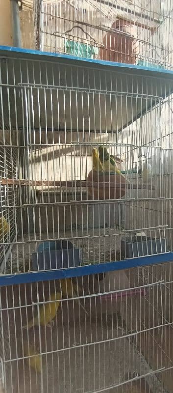 Australian parrots budgies 7