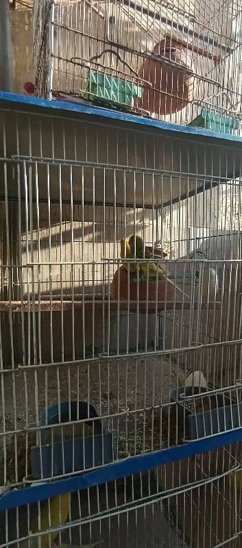 Australian parrots budgies 8