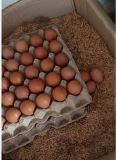 eggs for sale