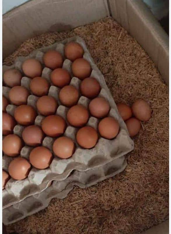 eggs for sale 0