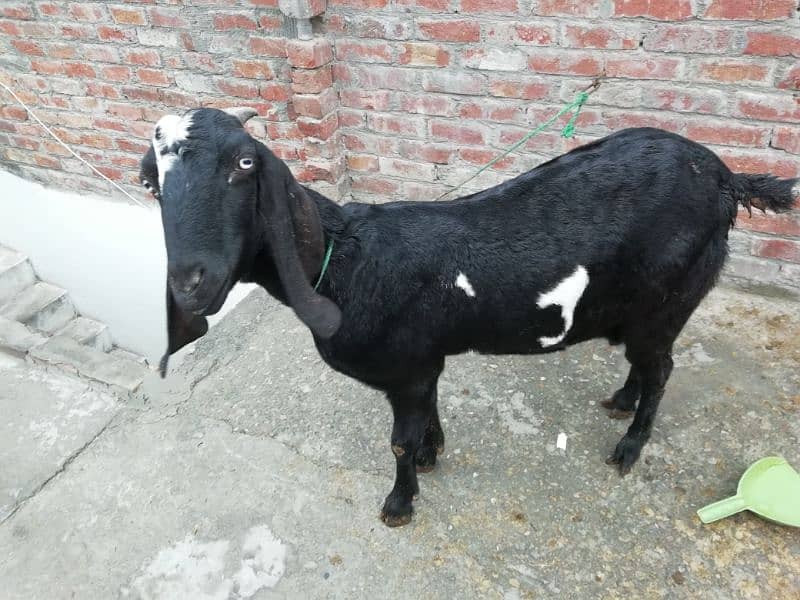 Goat with Female baby goat 1