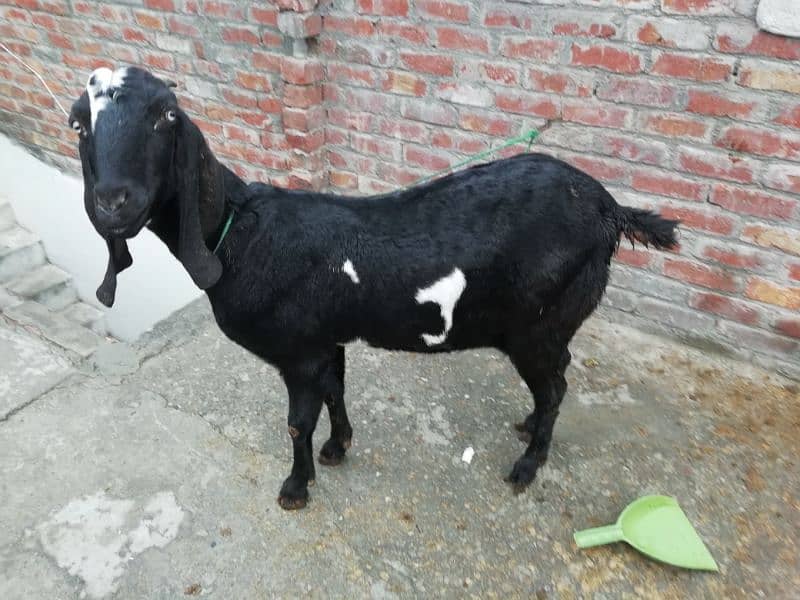 Goat with Female baby goat 3