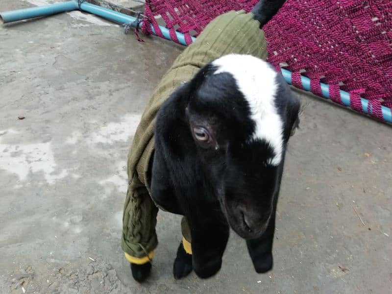 Goat with Female baby goat 7