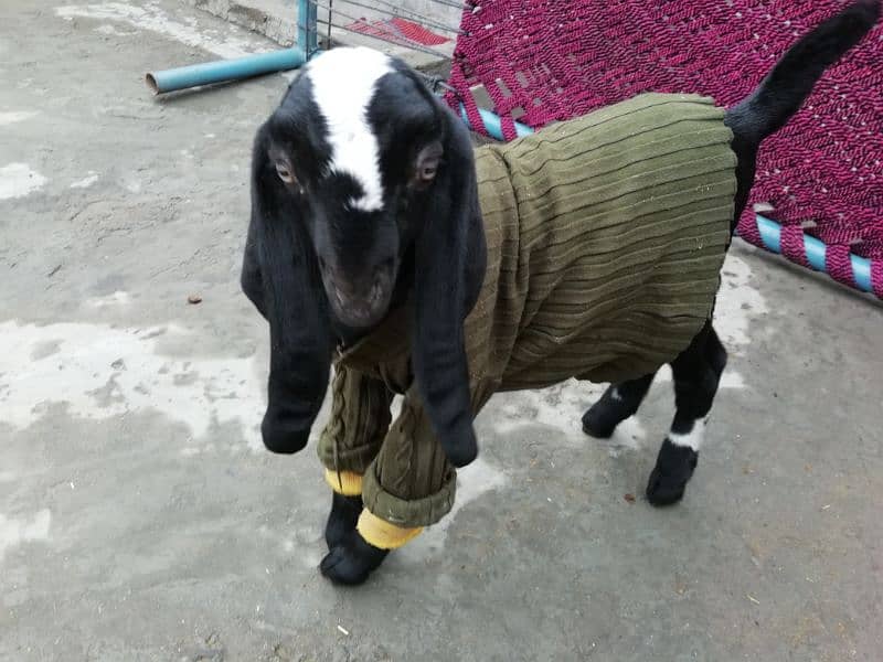 Goat with Female baby goat 8