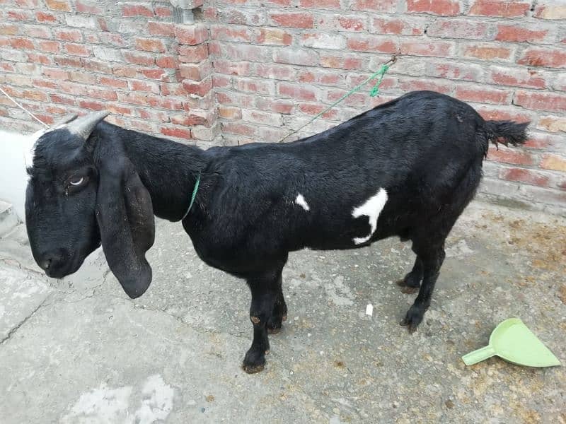 Goat with Female baby goat 9