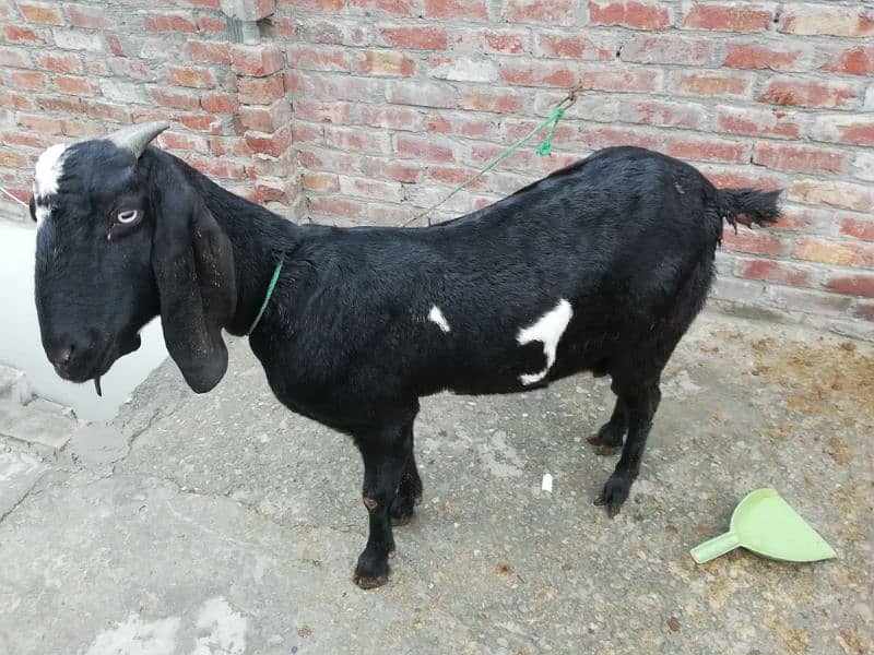 Goat with Female baby goat 10