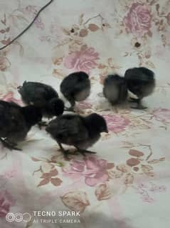 ayam cemaini chicks for sale