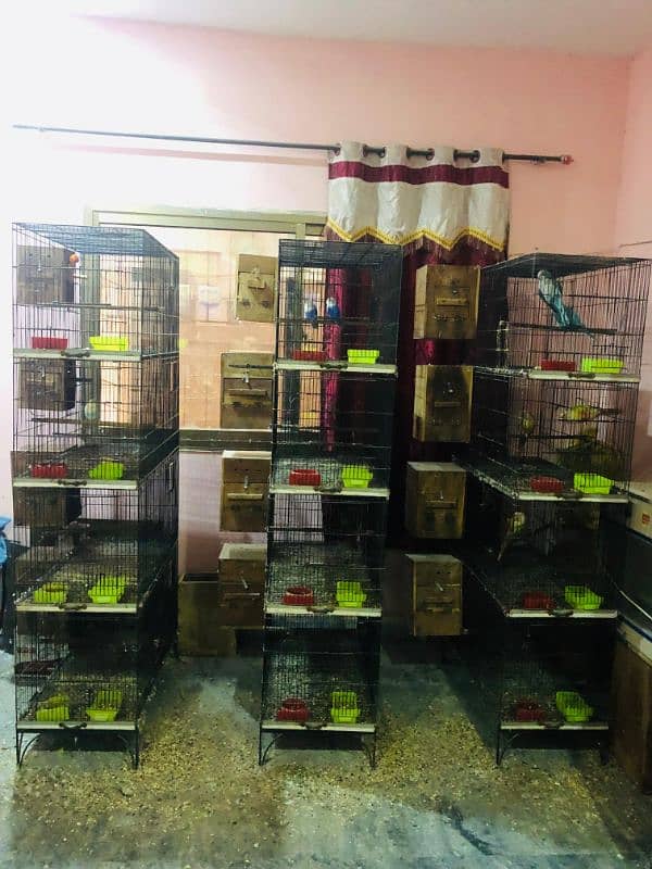 flying + breeding cage FOR SALE 1