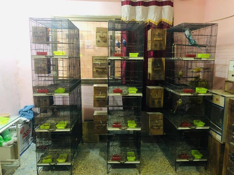 flying + breeding cage FOR SALE 2