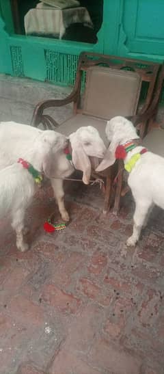 Rajanpuri goats