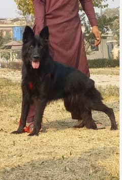 black shepherd tripple coated female available for sale on heat