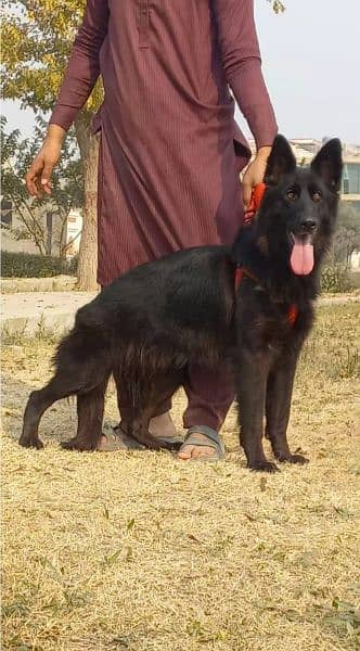 black shepherd tripple coated female available for sale on heat 1