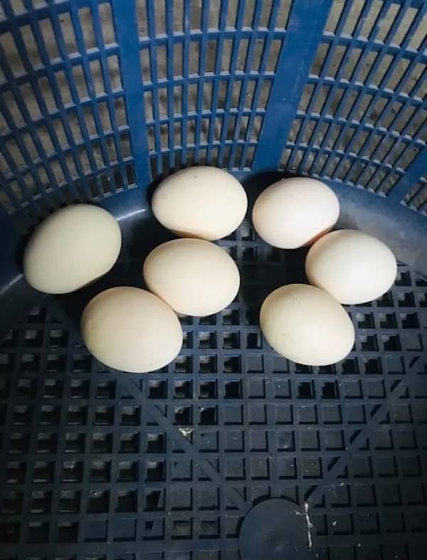 Aseel eggs  0326/4215/688 4