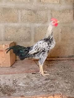 Sindhi | Java | Sindhi Java Cross breeder male