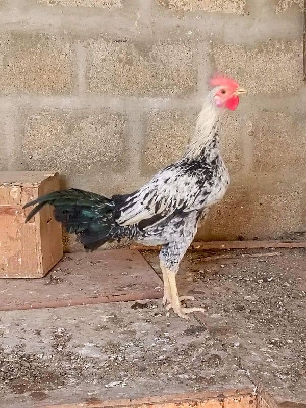 Sindhi | Java | Sindhi Java Cross breeder male 0