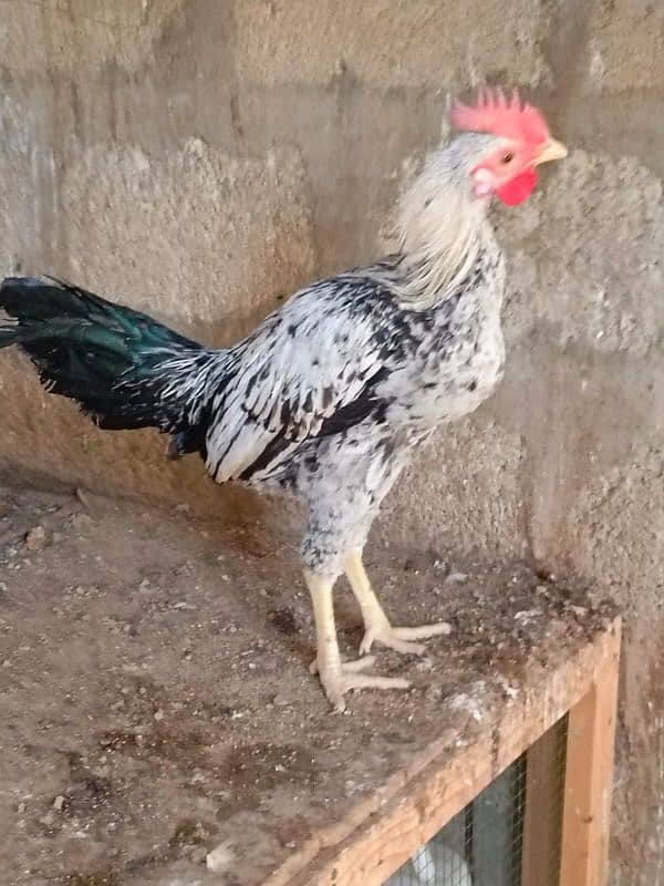 Sindhi | Java | Sindhi Java Cross breeder male 2